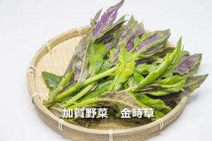 加賀野菜　金時草